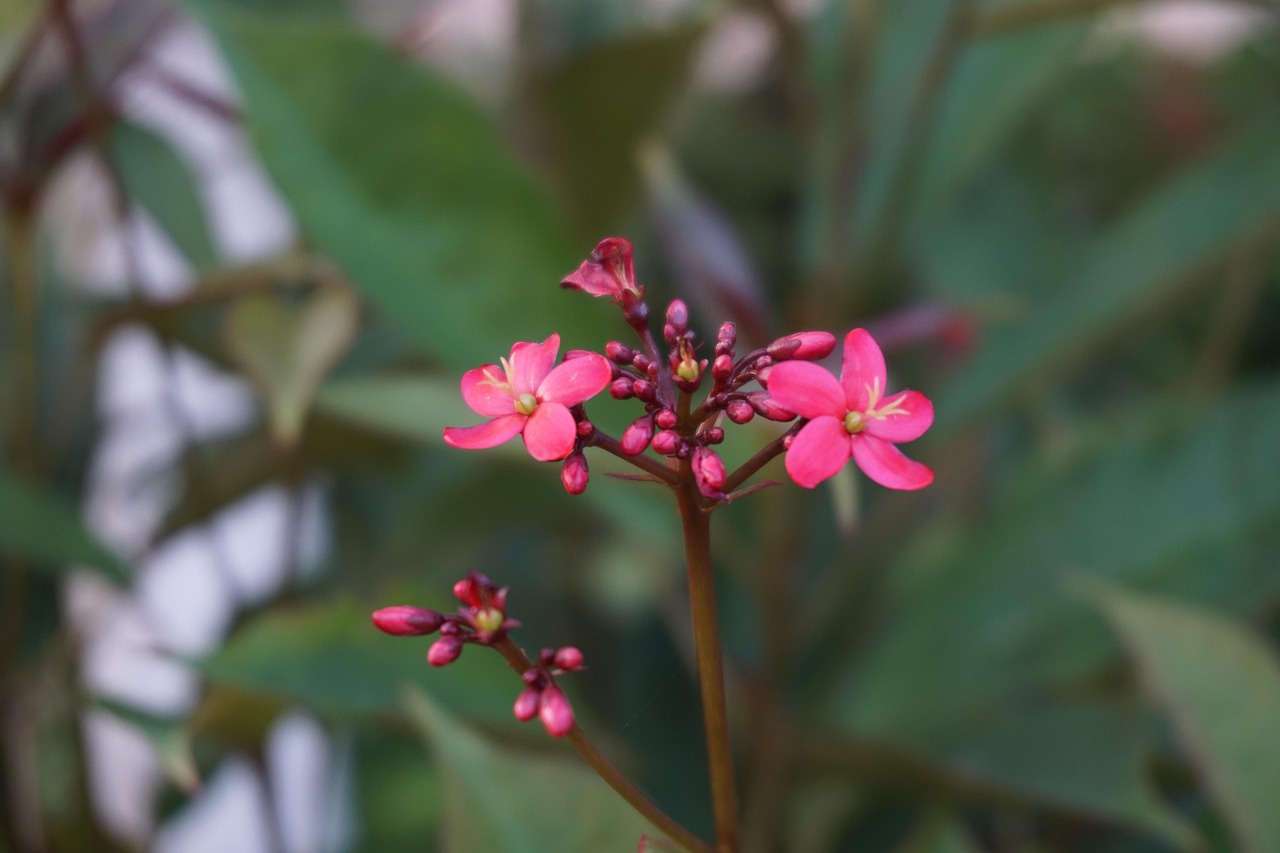 獅子女桃花運勢最新解析，洞悉你的情感走向