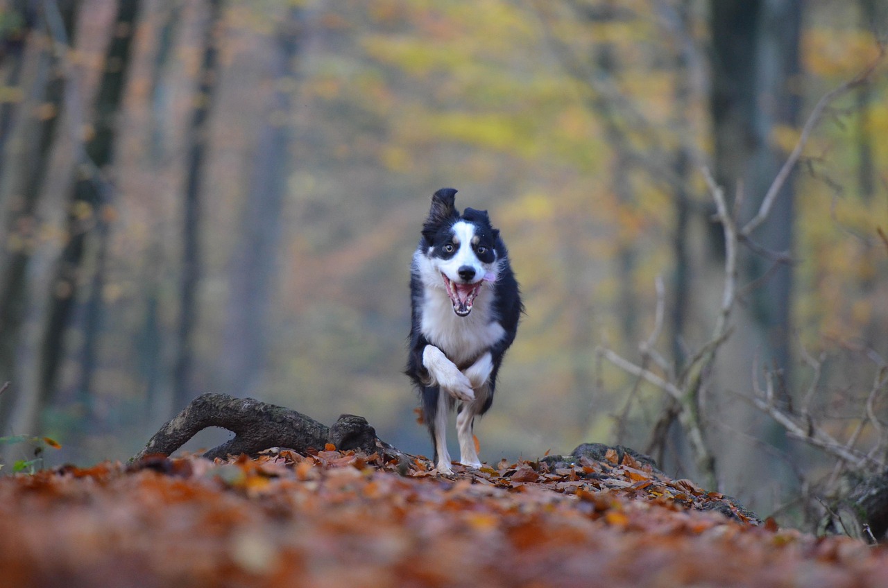 最新狗狗智商排行榜，揭示犬類智力的全新洞察