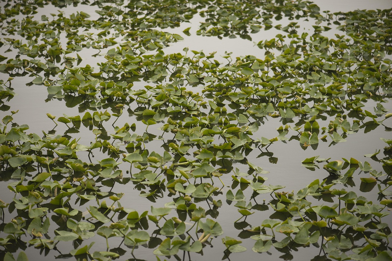 五月綠湖國際城項(xiàng)目最新動(dòng)態(tài)揭秘，未來城市新篇章正在開啟