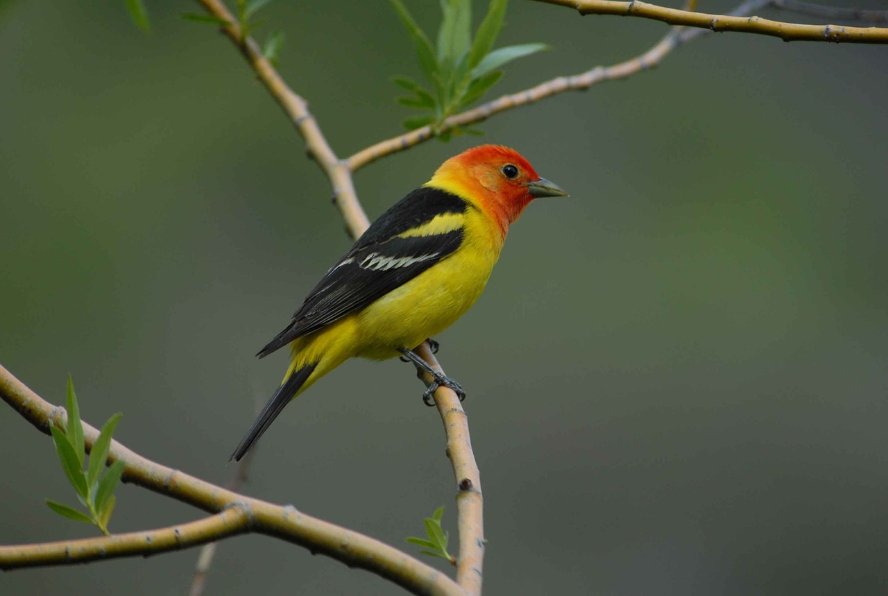 月朦朧鳥(niǎo)朦朧，電視劇中的詩(shī)意探索